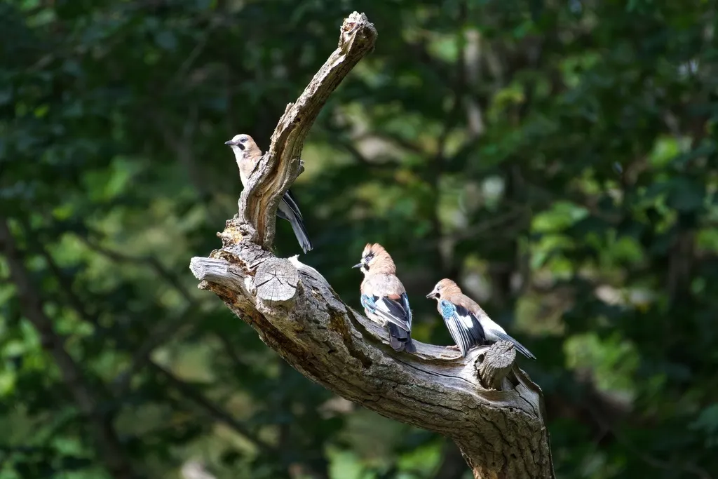 松鸦(Garrulus glandarius)