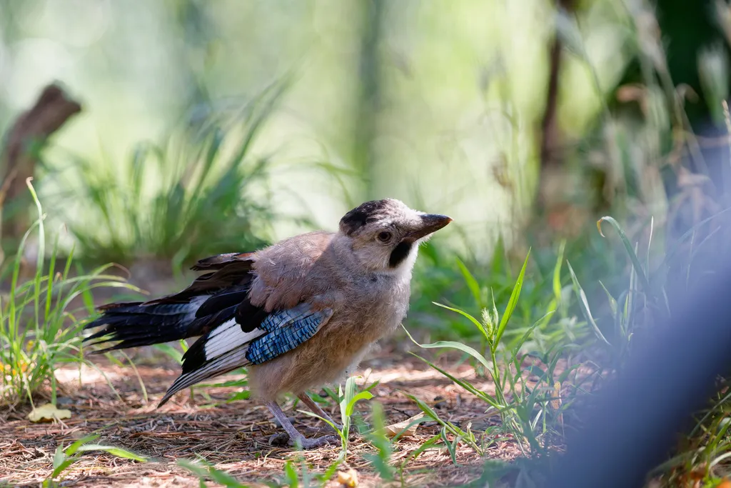 松鸦(Garrulus glandarius)
