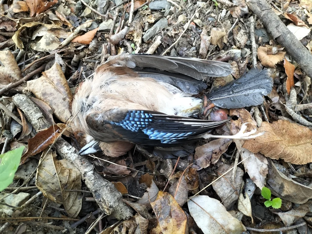 松鸦(Garrulus glandarius)