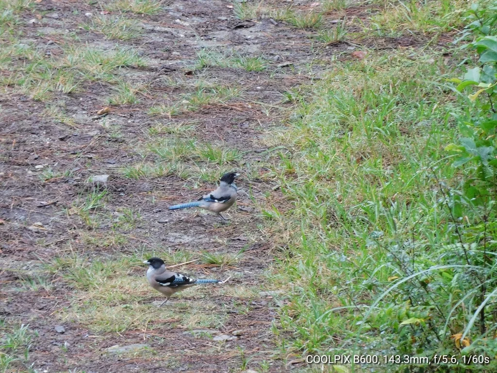 黑头松鸦(Garrulus lanceolatus)