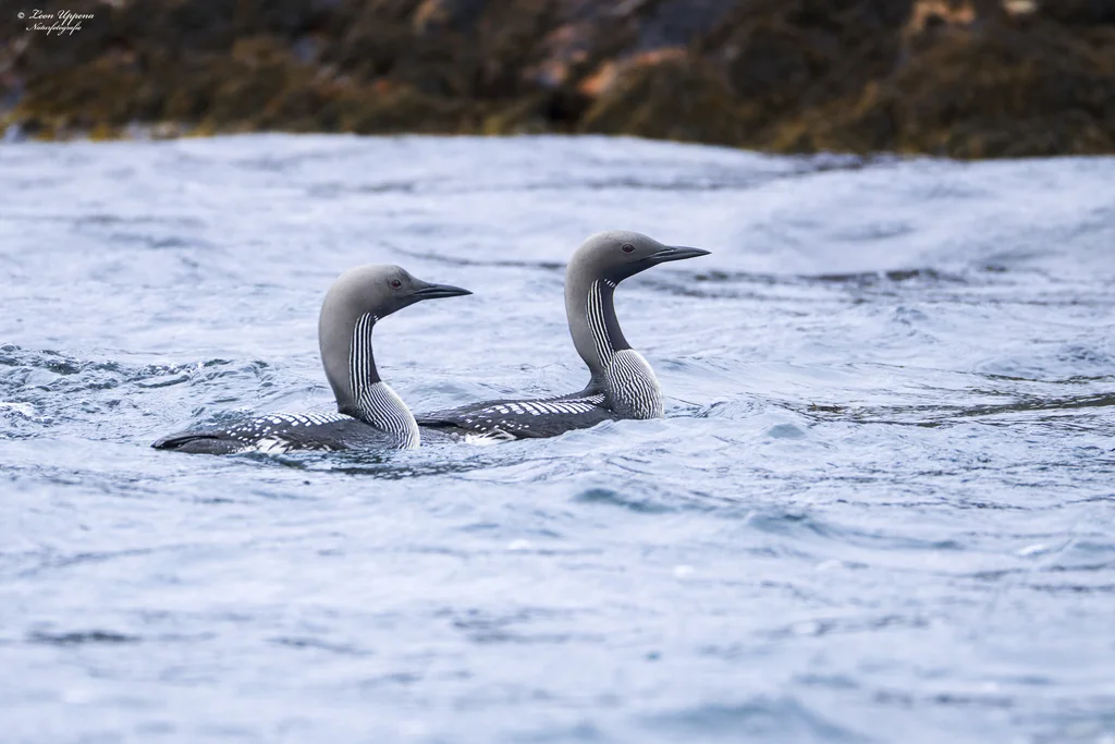 黑喉潜鸟(Gavia arctica)