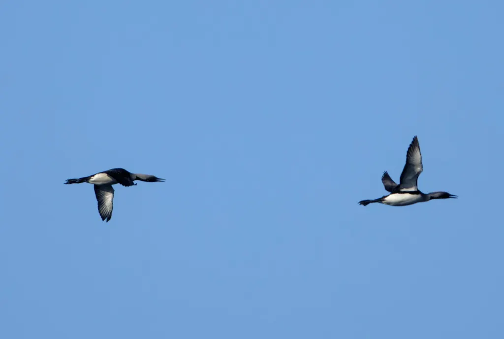 黑喉潜鸟(Gavia arctica)