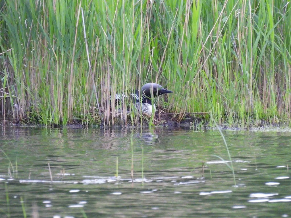 黑喉潜鸟(Gavia arctica)