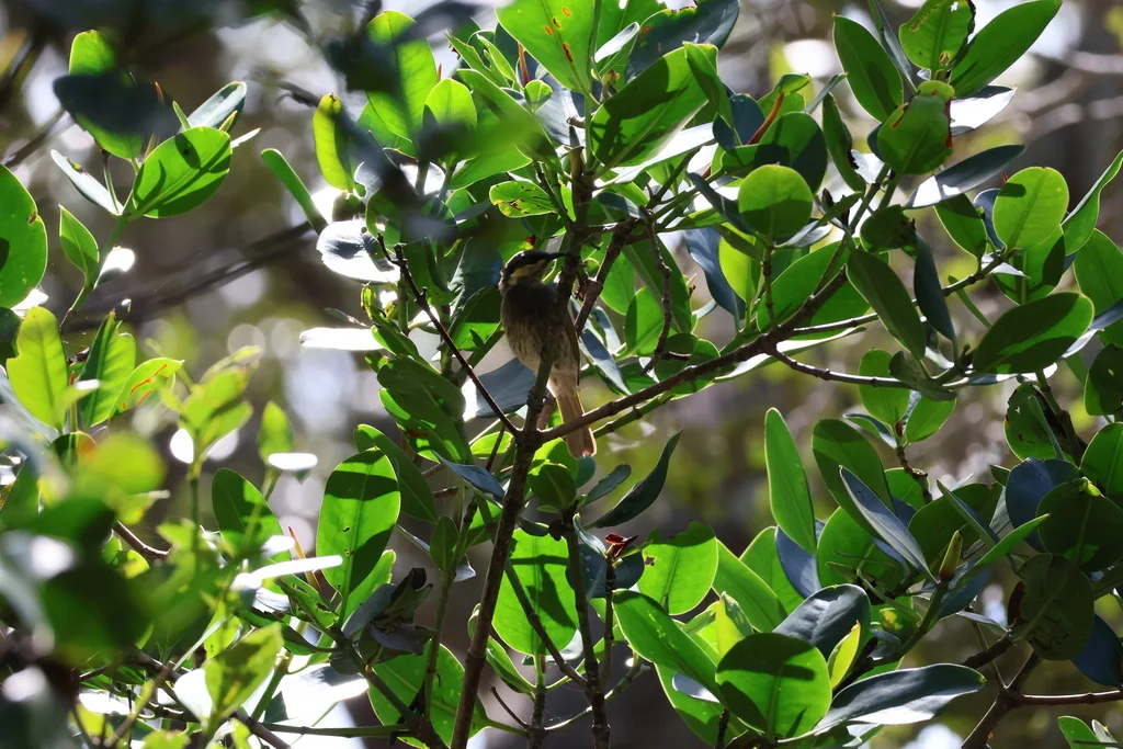 饰颈吸蜜鸟（Gavicalis fasciogularis）