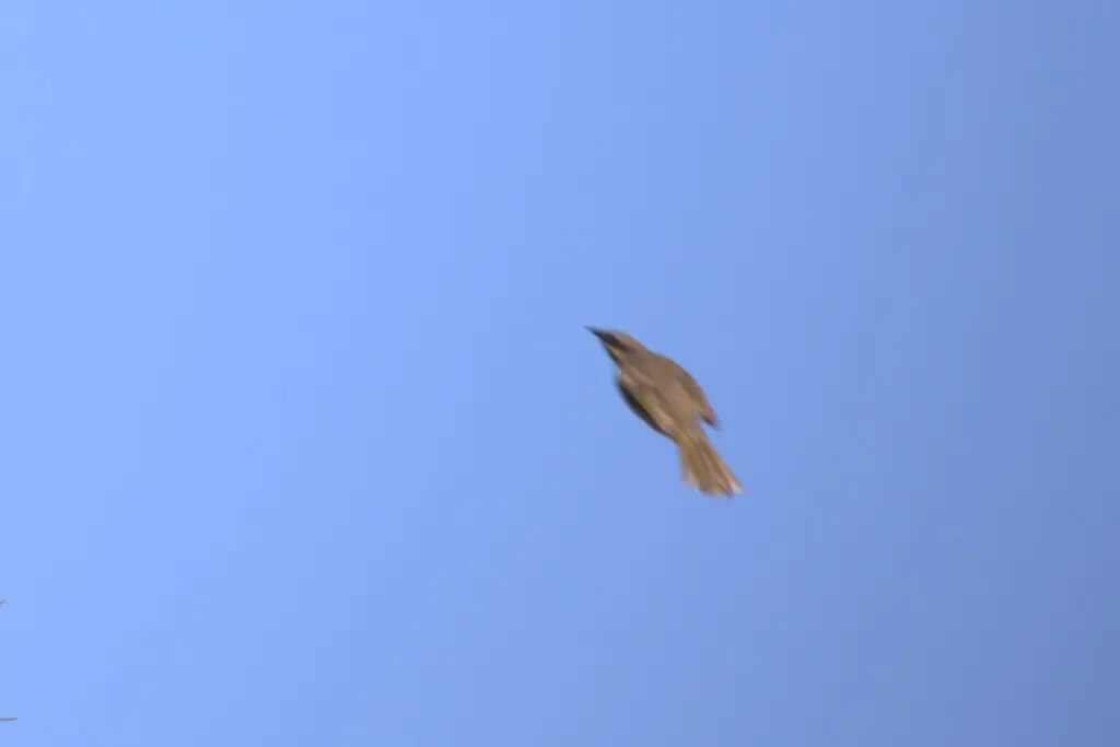 饰颈吸蜜鸟（Gavicalis fasciogularis）