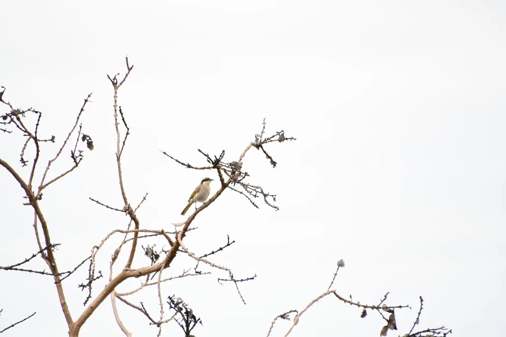 歌吸蜜鸟(Gavicalis virescens)