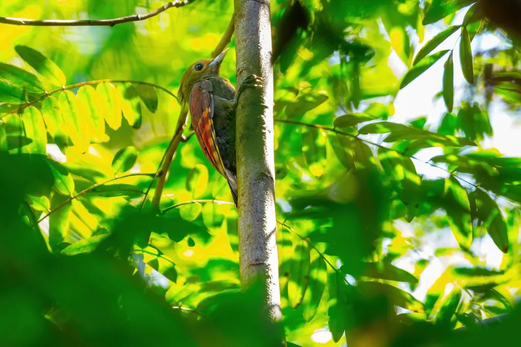 竹啄木鸟(Gecinulus grantia)