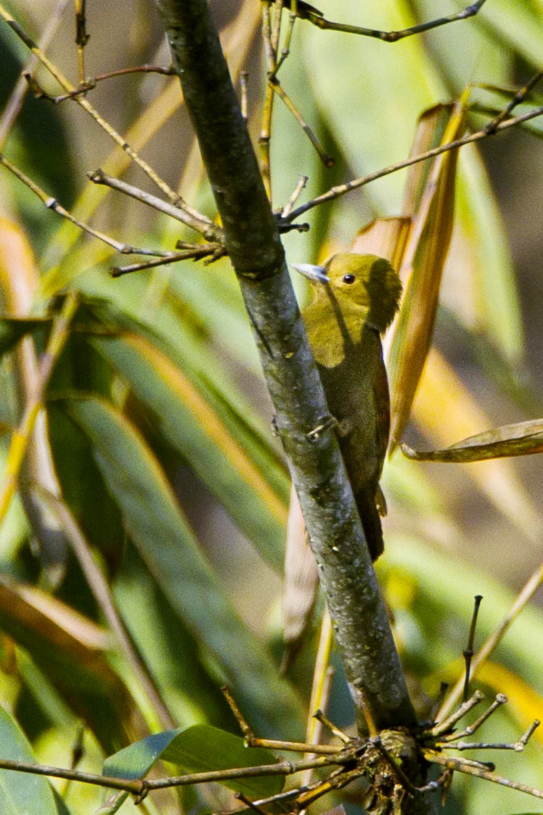 竹啄木鸟(Gecinulus grantia)
