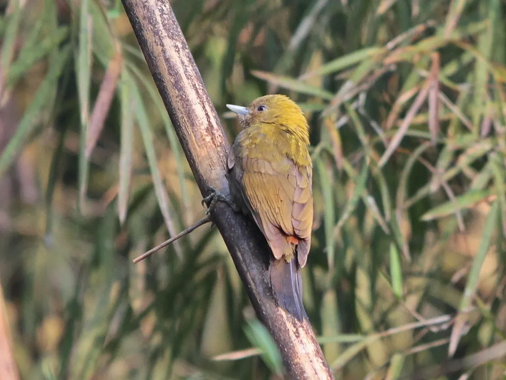 苍头竹啄木鸟(Gecinulus viridis)