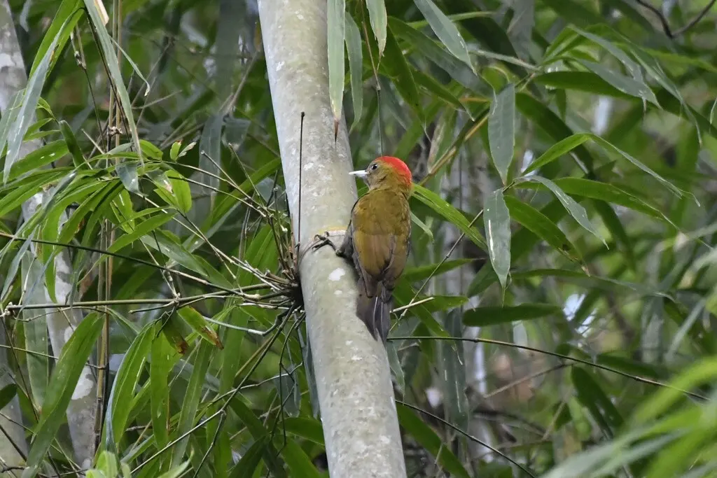 苍头竹啄木鸟(Gecinulus viridis)