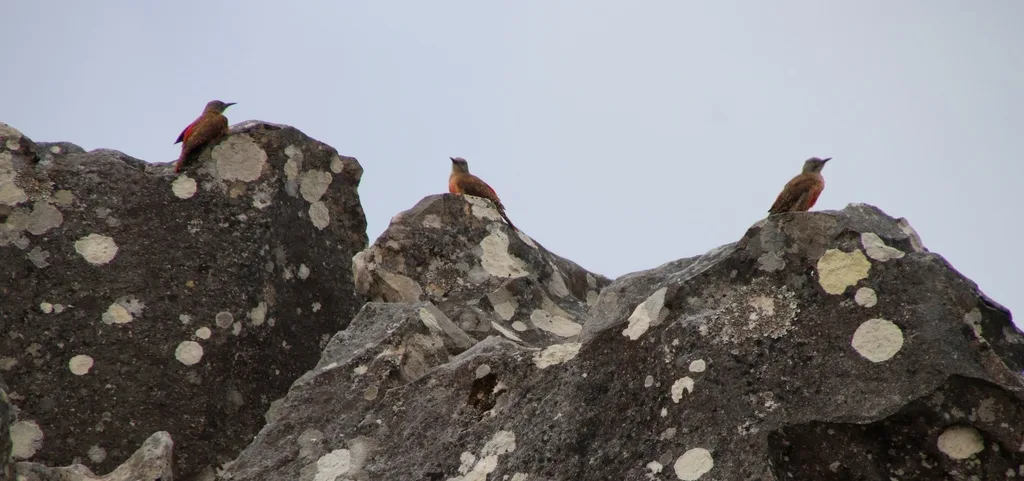地啄木鸟(Geocolaptes olivaceus)