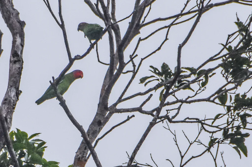 红脸鹦鹉(Geoffroyus geoffroyi)