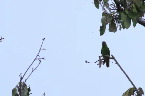 歌鹦鹉