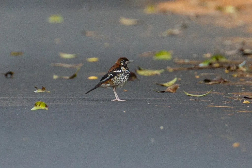 红背地鸫(Geokichla erythronota)