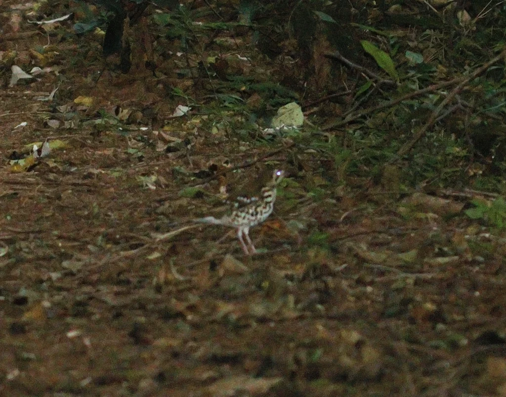 斑地鸫(Geokichla guttata)
