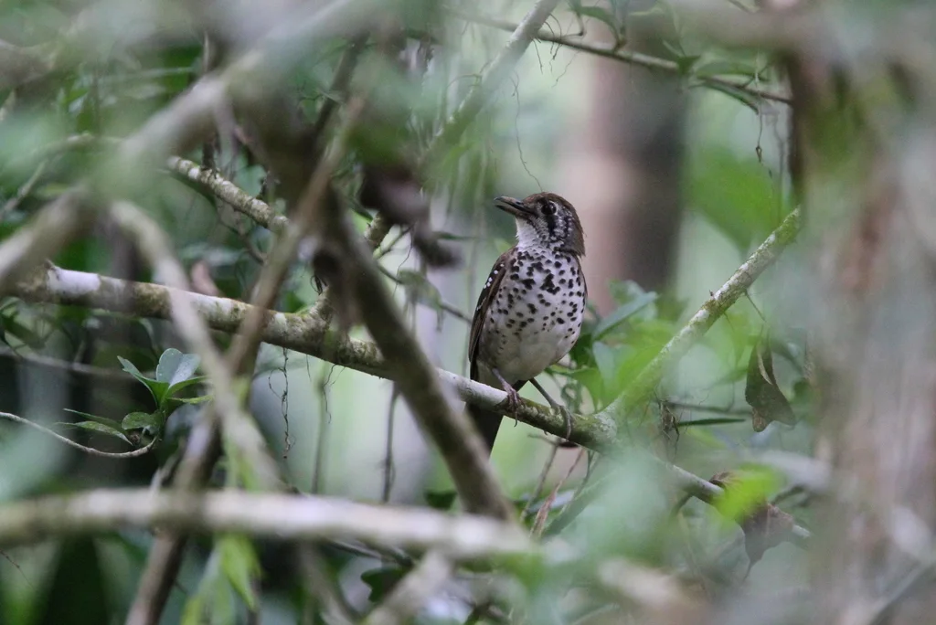 斑翅地鸫(Geokichla spiloptera)