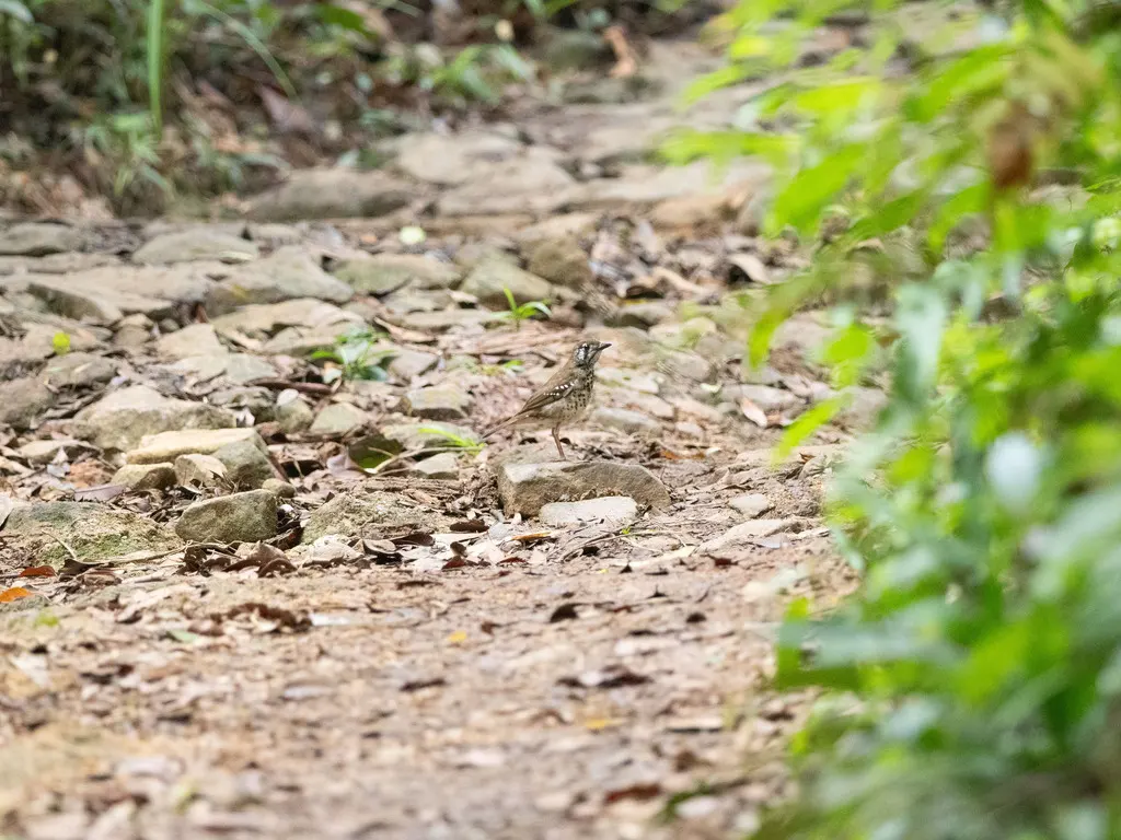斑翅地鸫(Geokichla spiloptera)