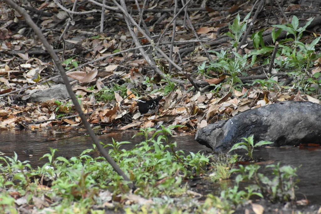 杂色地鸫(Geokichla wardii)