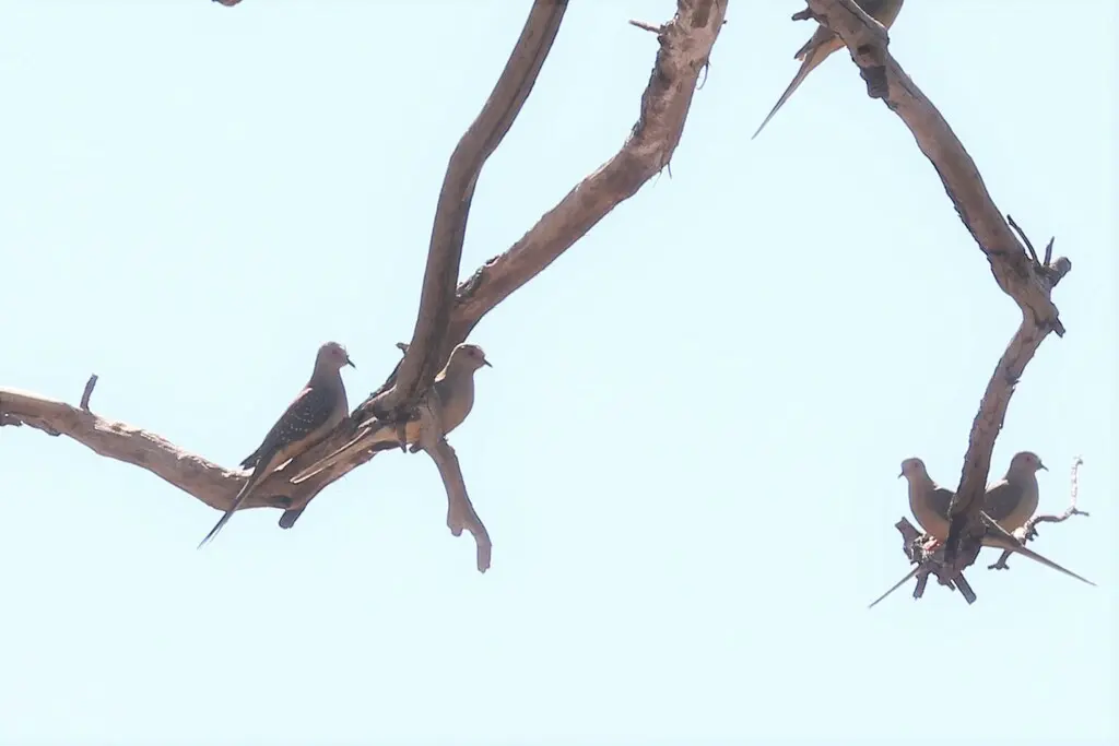 姬地鸠(Geopelia cuneata)