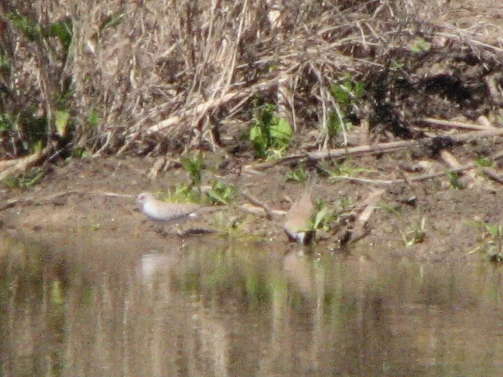 姬地鸠(Geopelia cuneata)