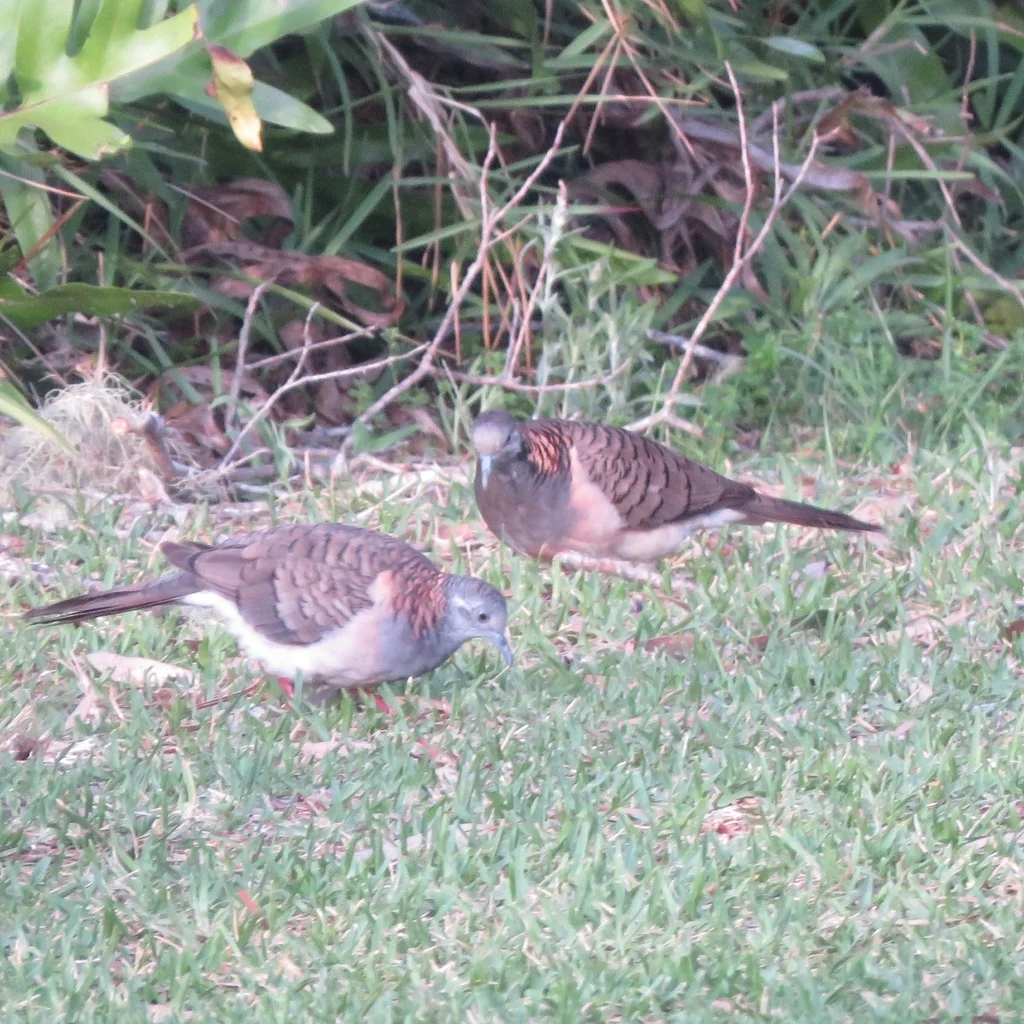 斑肩姬地鸠(Geopelia humeralis)