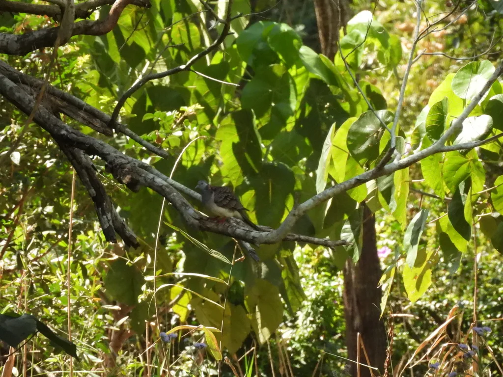 斑肩姬地鸠(Geopelia humeralis)