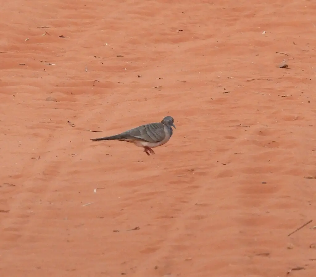 斑肩姬地鸠(Geopelia humeralis)