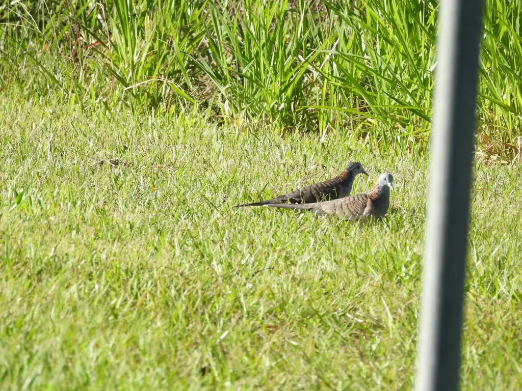 斑肩姬地鸠(Geopelia humeralis)
