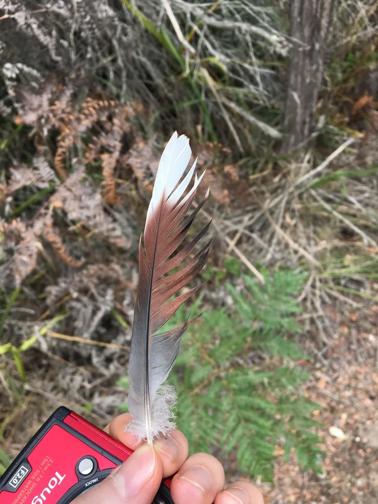 斑肩姬地鸠(Geopelia humeralis)