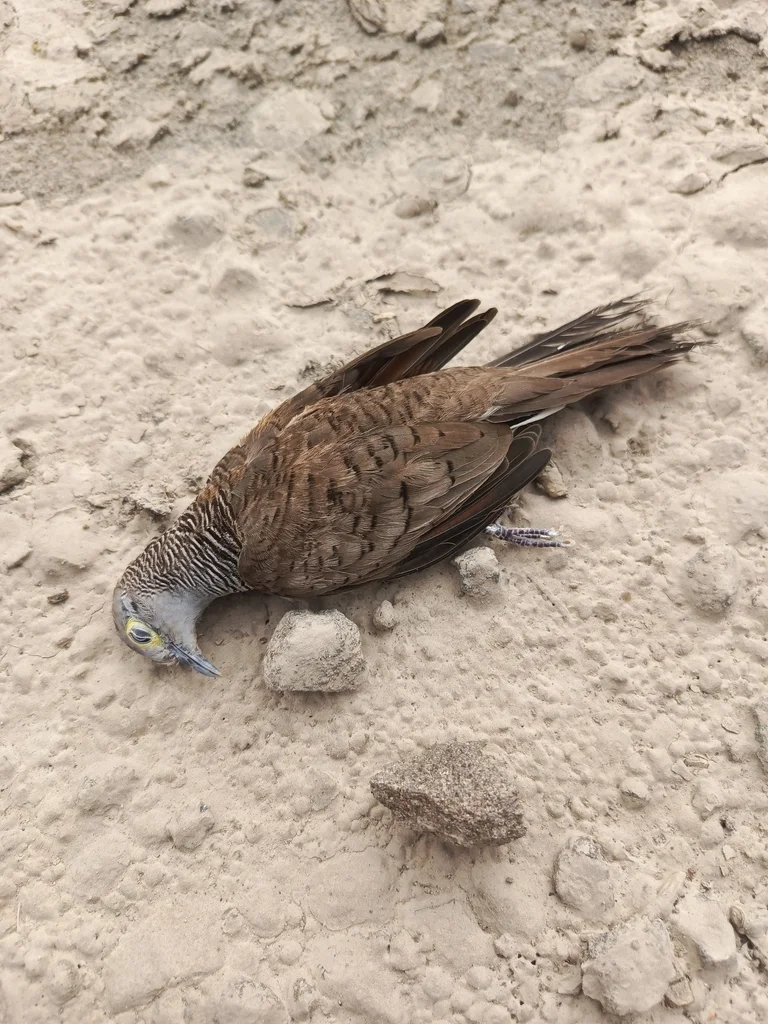 帝汶姬地鸠(Geopelia maugeus)