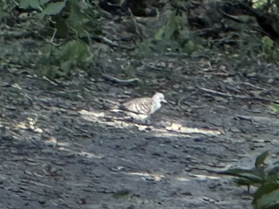 帝汶姬地鸠(Geopelia maugeus)