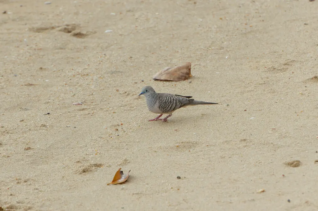 戈氏姬地鸠(Geopelia placida)