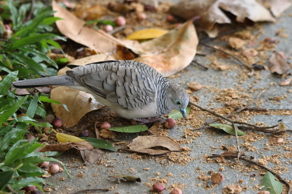 戈氏姬地鸠(Geopelia placida)