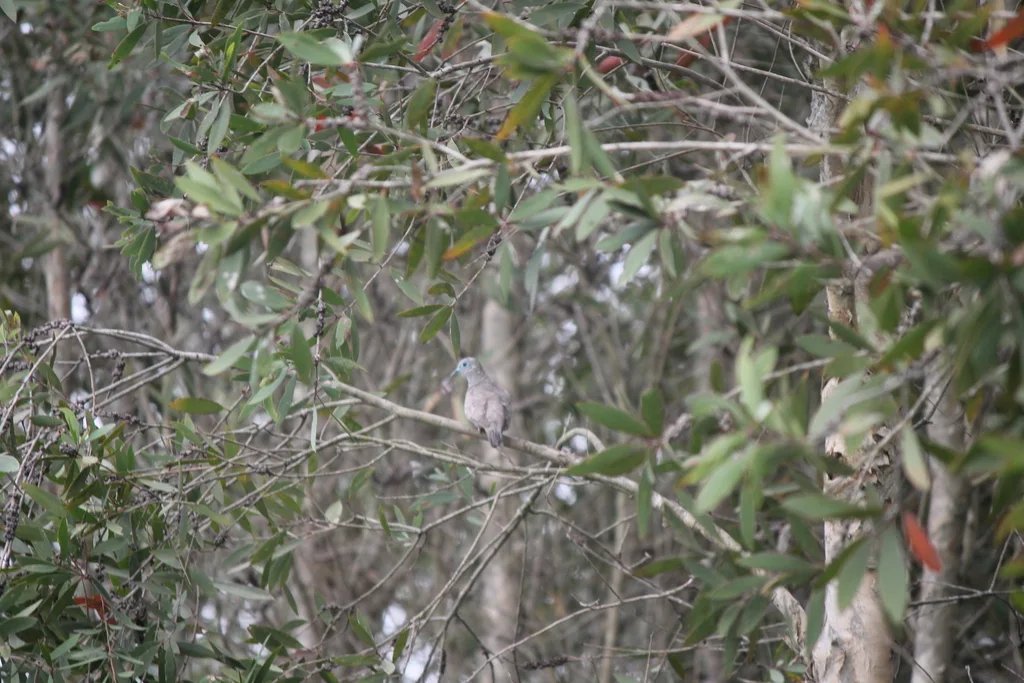 戈氏姬地鸠(Geopelia placida)