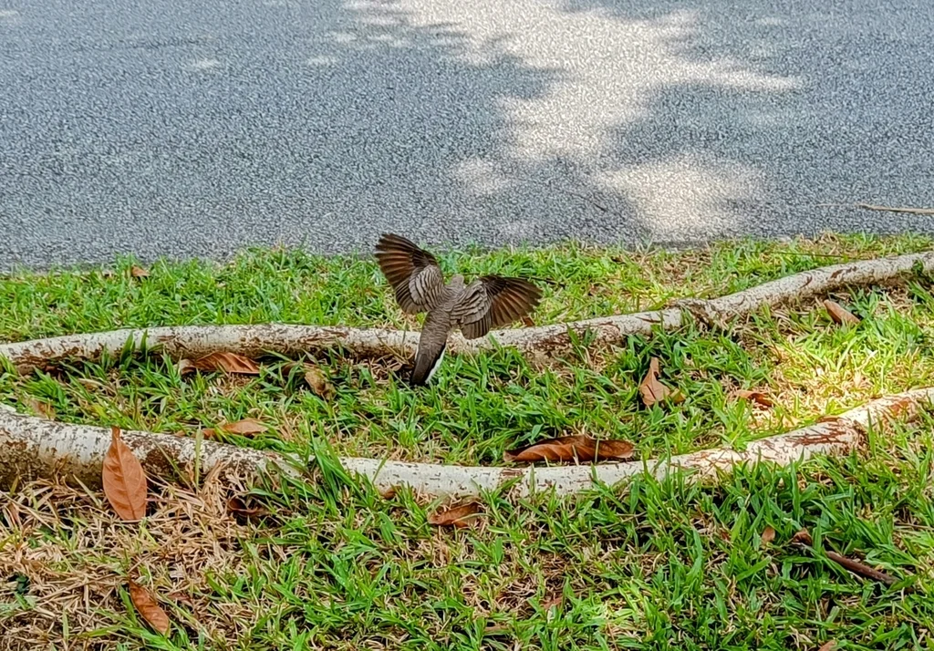 斑姬地鸠(Geopelia striata)