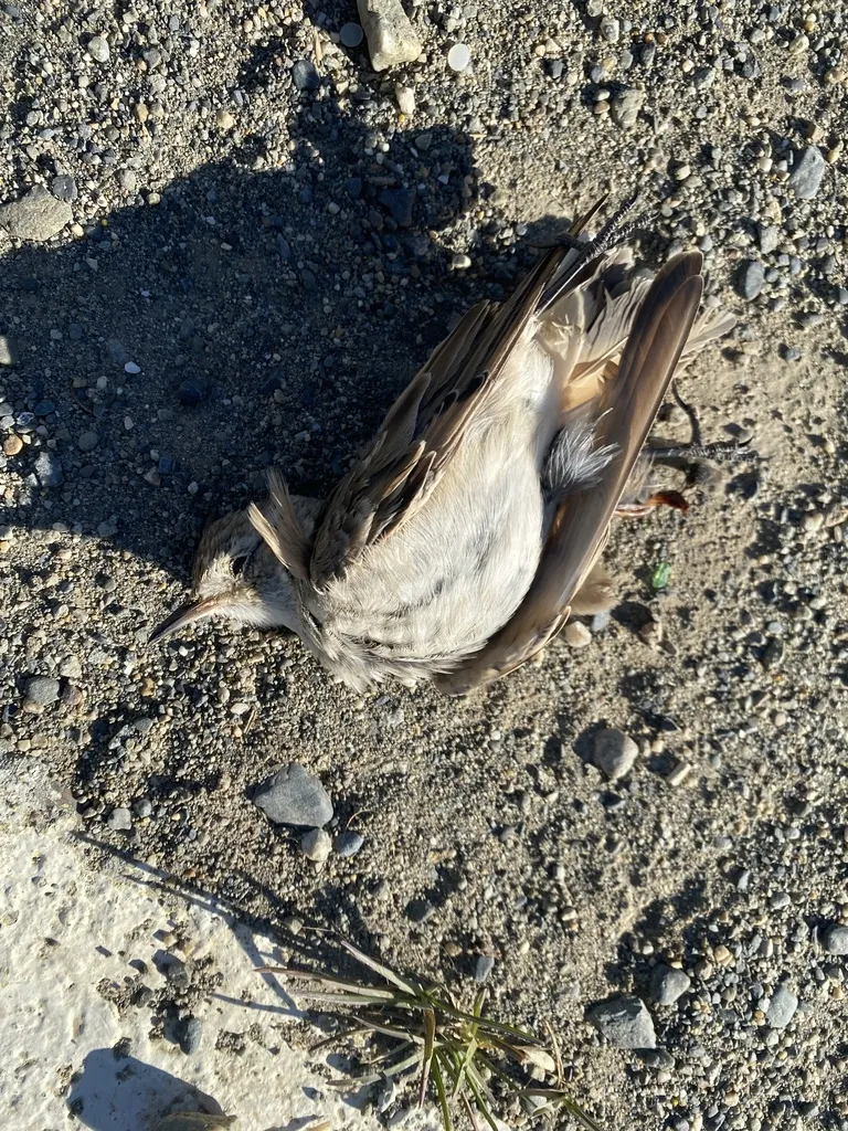 短嘴掘穴雀(Geositta antarctica)