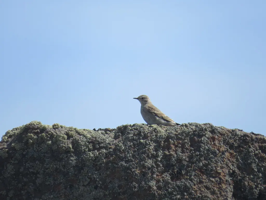 短嘴掘穴雀(Geositta antarctica)