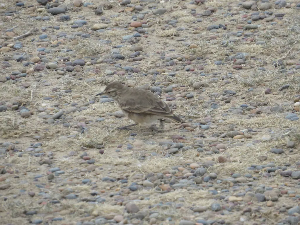 掘穴雀(Geositta cunicularia)
