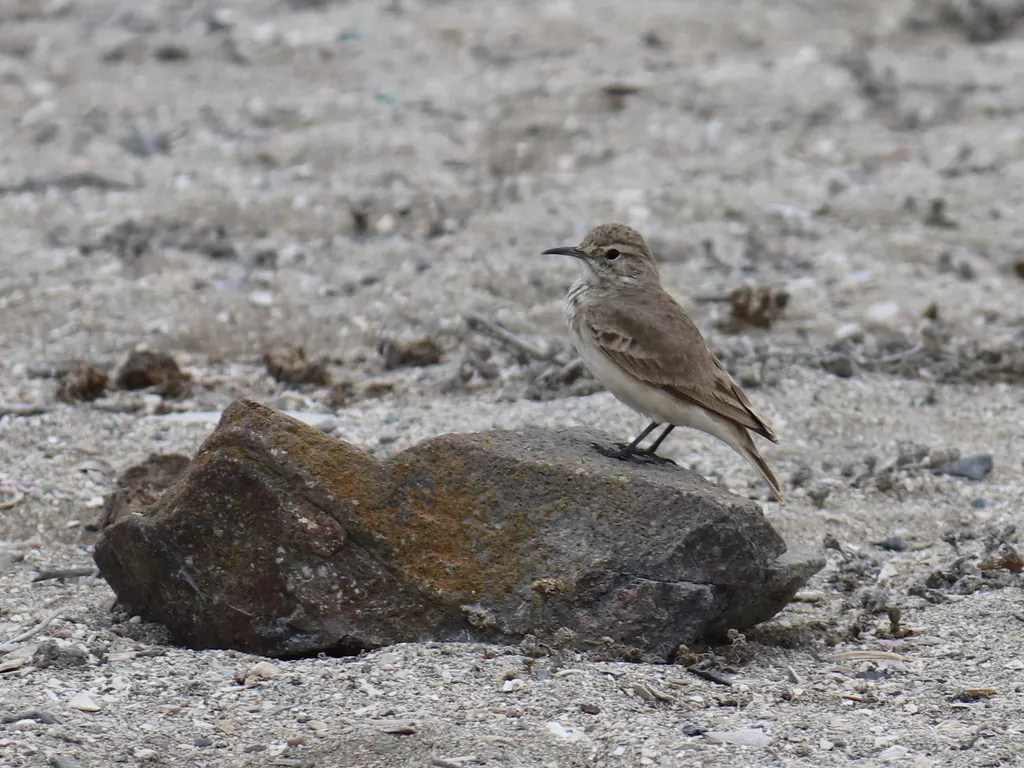 掘穴雀(Geositta cunicularia)