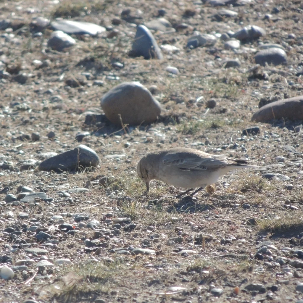 棕斑掘穴雀(Geositta rufipennis)