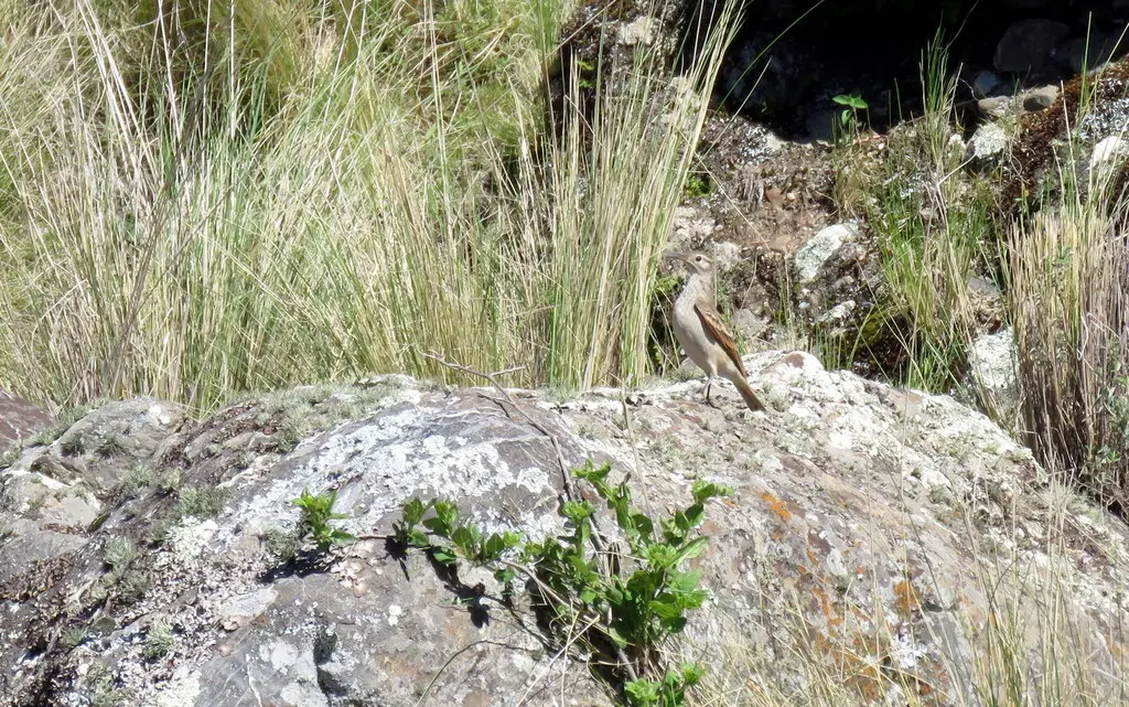 细嘴掘穴雀(Geositta tenuirostris)