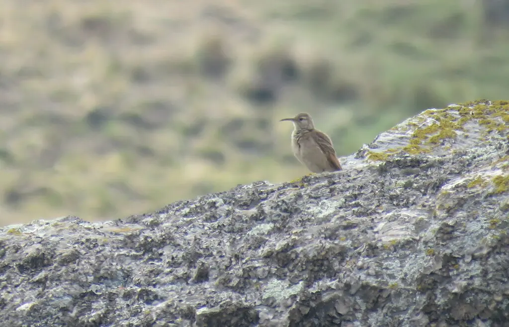 细嘴掘穴雀(Geositta tenuirostris)
