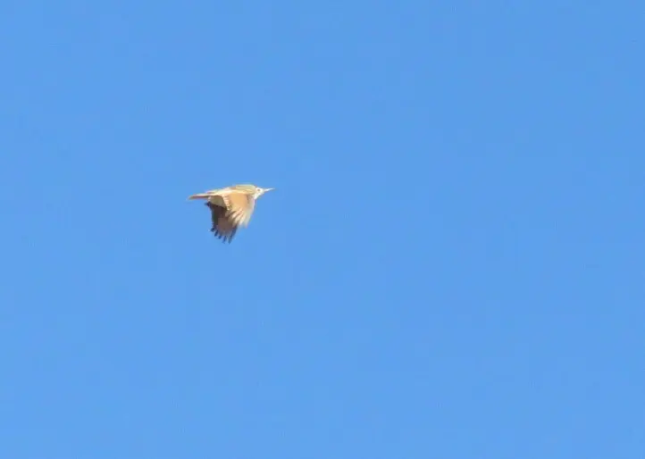 细嘴掘穴雀(Geositta tenuirostris)