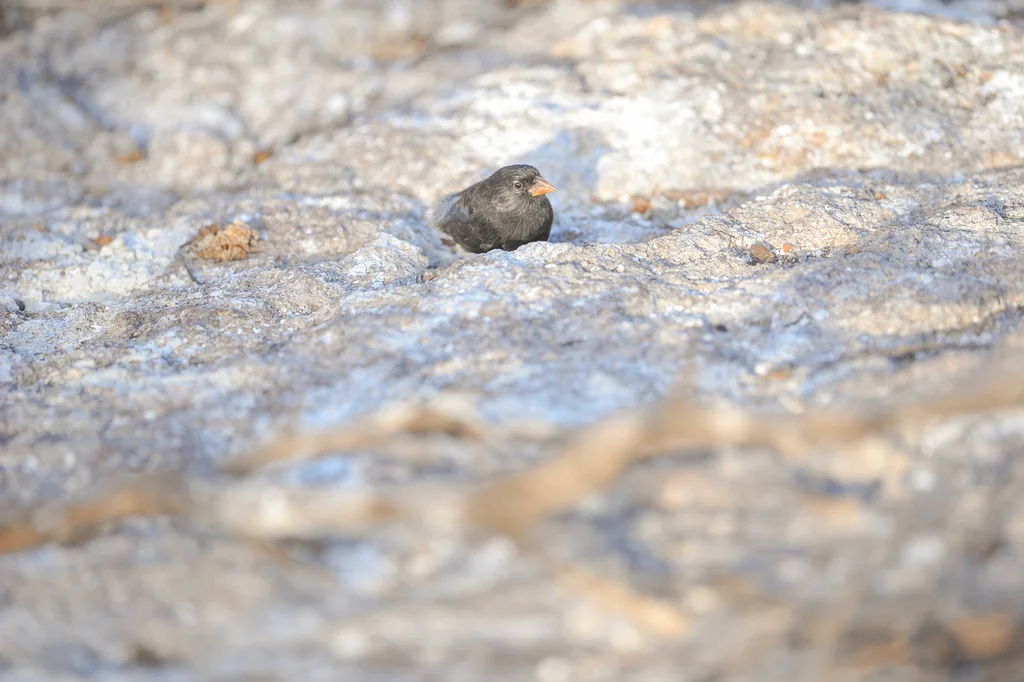 吉岛地雀(Geospiza acutirostris)