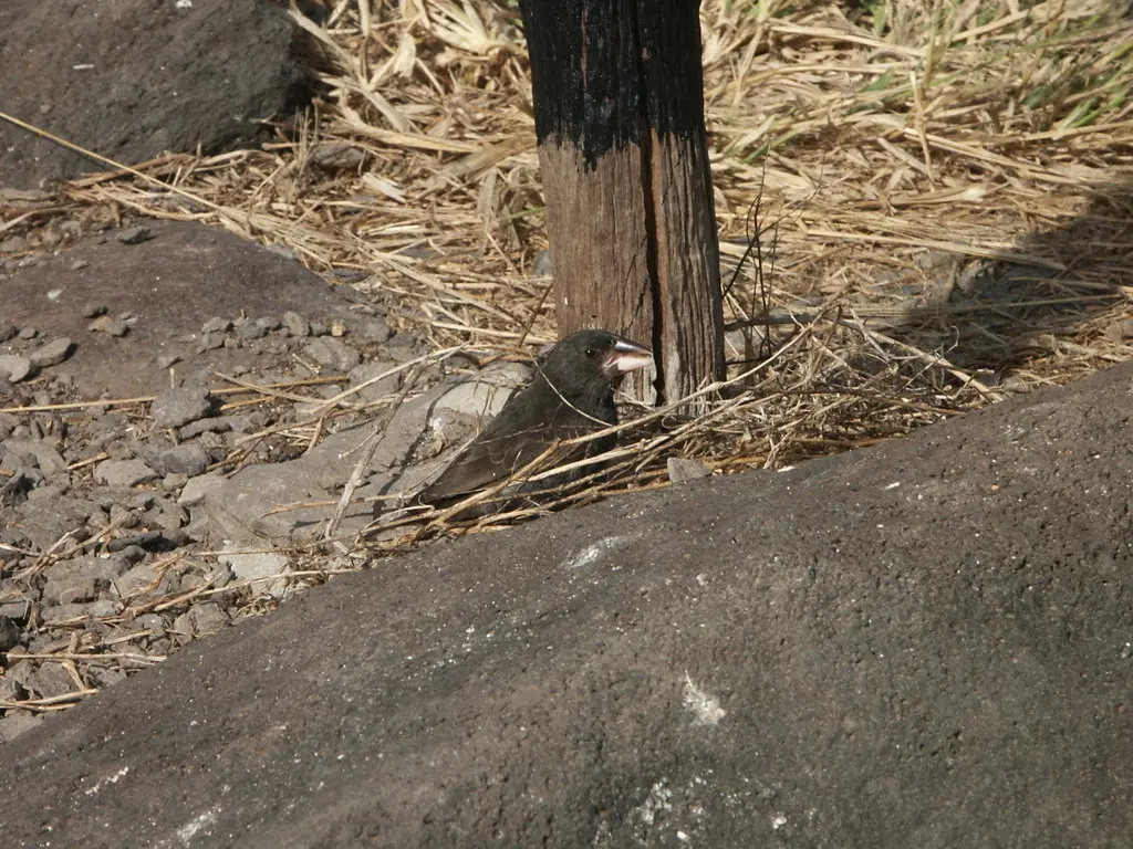 大仙人掌地雀(Geospiza conirostris)