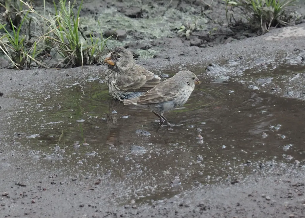 中地雀(Geospiza fortis)