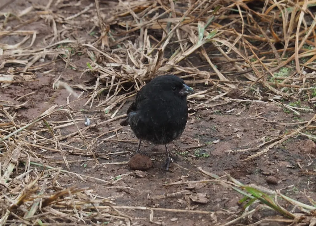小地雀(Geospiza fuliginosa)