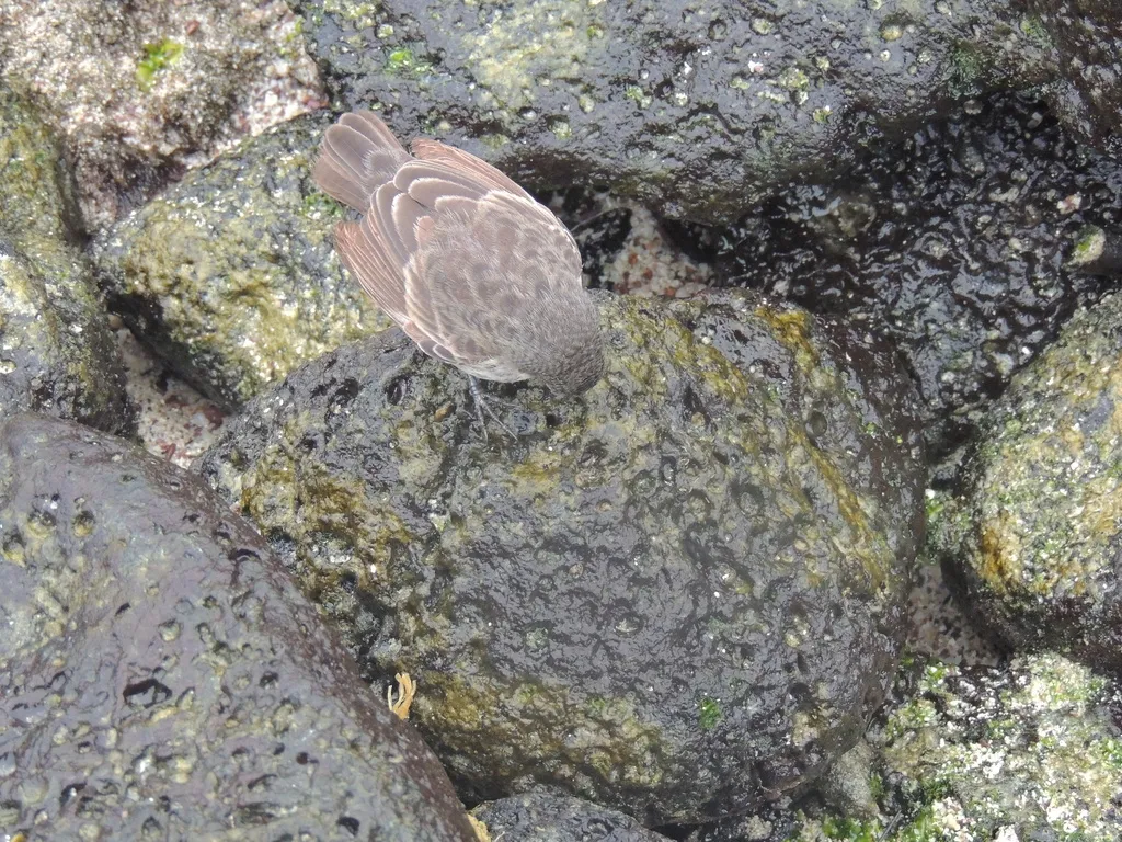 小地雀(Geospiza fuliginosa)