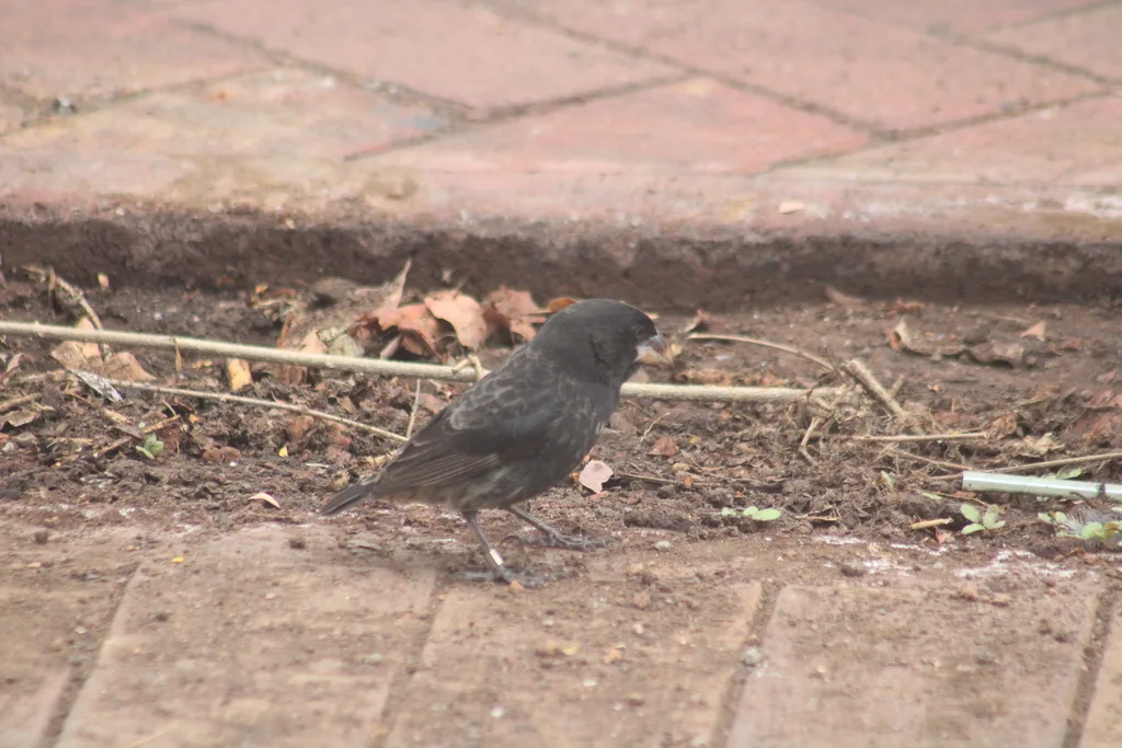 大地雀（Geospiza magnirostris）