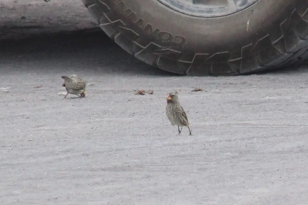 大地雀（Geospiza magnirostris）